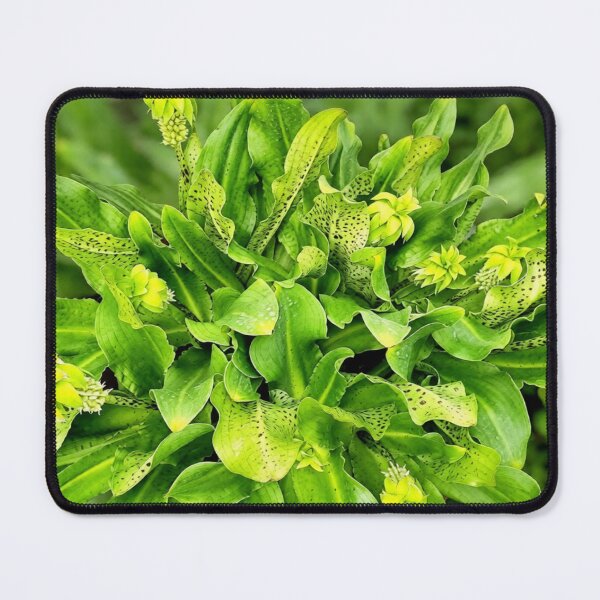 Item preview, Eucomis pineapple lily designed and sold by missmoneypenny.