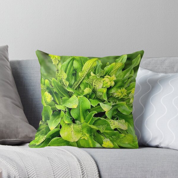 Item preview, Eucomis pineapple lily designed and sold by missmoneypenny.