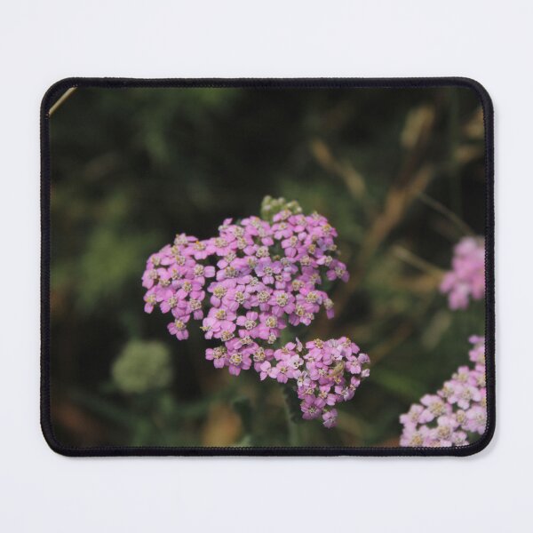 Item preview, Soft pink yarrow flower - Soft nature photography designed and sold by Cha-s-lens.