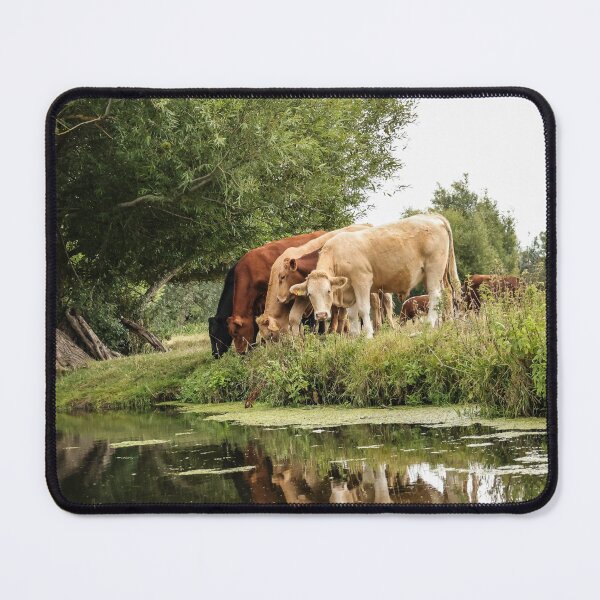 Item preview, Constable Country Cows near Dedham designed and sold by Angela Watts.