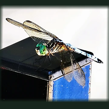 Artwork thumbnail, Dragonfly on Rusty Railing by HauntedOpera