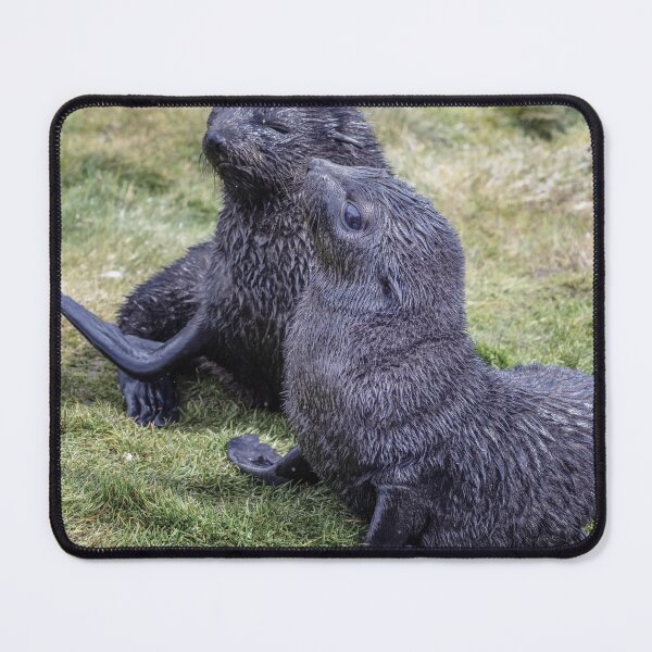 Item preview, Playful Seal Pups on South Georgia Island designed and sold by PhotoArt by Joan Carroll.