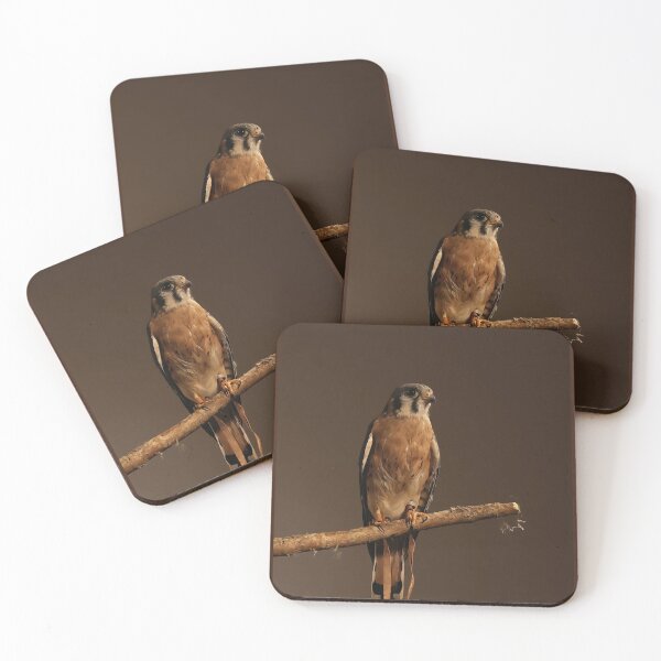 Item preview, American Kestrel at Rest designed and sold by Angela Watts.