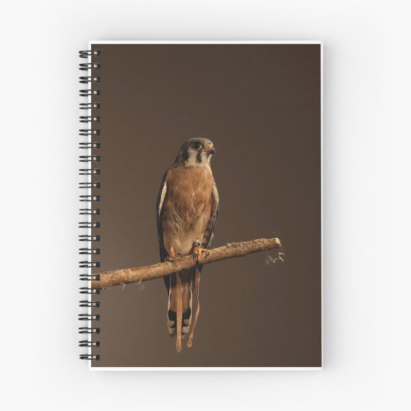 Item preview, American Kestrel at Rest designed and sold by Angela Watts.