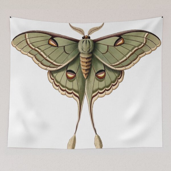 Item preview, Luna Moth — Dark Cottagecore Insect Art designed and sold by TheGraphicsLord.