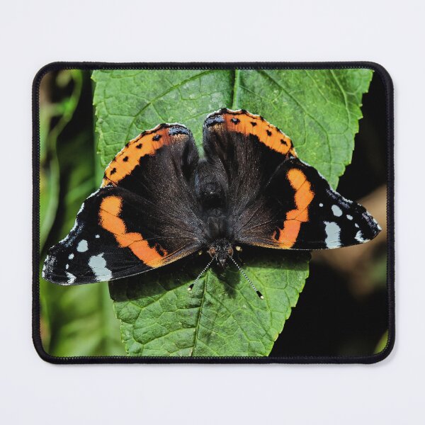 Item preview, the red admiral designed and sold by Tom McPherson Photography.