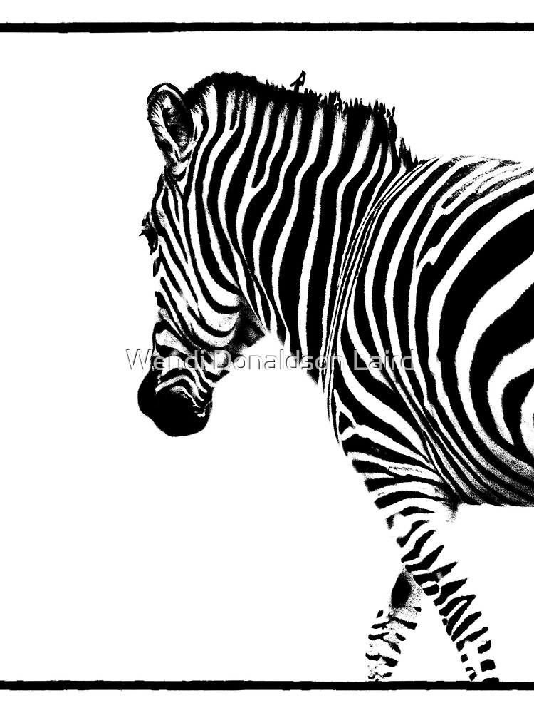 Zebra by wdonaldson