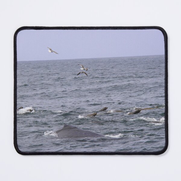 Item preview, Collaboration designed and sold by Sedgwick Nature Photography & Design.