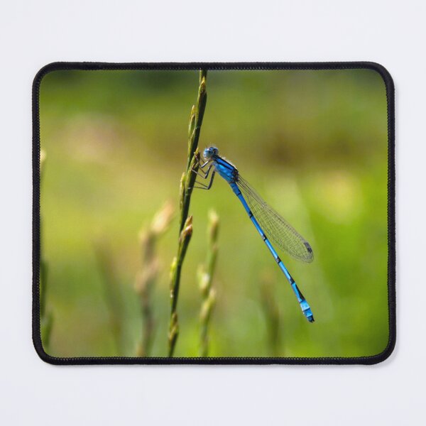 Item preview, Damselfly designed and sold by Birds & Beans Photography.