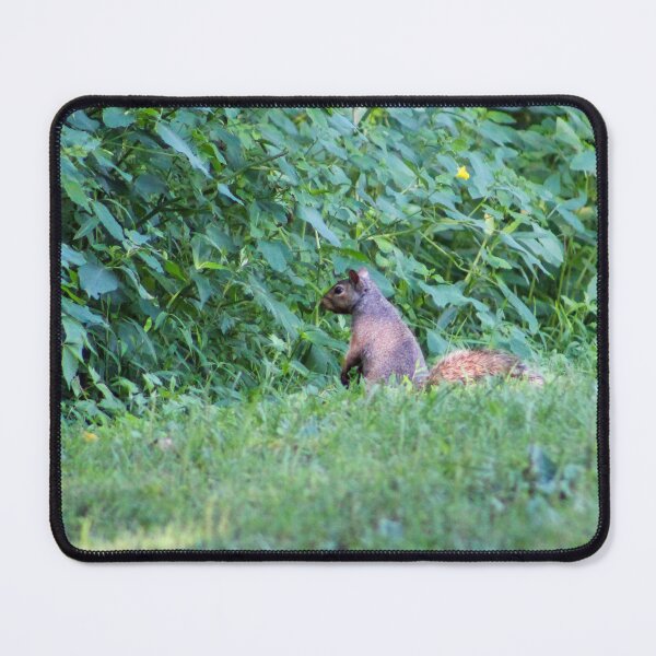 Item preview, Squirrel at Park designed and sold by Birds & Beans Photography.