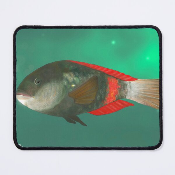 Item preview, Crimson band wrasse fish designed and sold by Chilmelt.