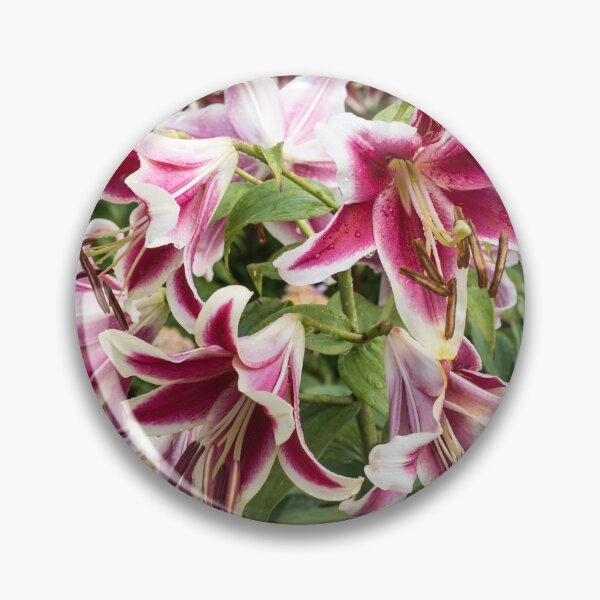Item preview, Vibrant Asiatic Lilies in Bloom designed and sold by Georgia Mizuleva.