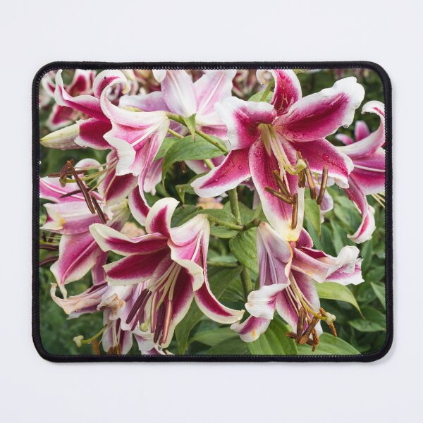 Item preview, Vibrant Asiatic Lilies in Bloom designed and sold by Georgia Mizuleva.