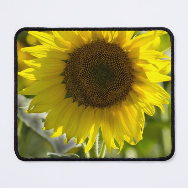 Item preview, Sunflower Radiant Solitude designed and sold by MoePhotography.