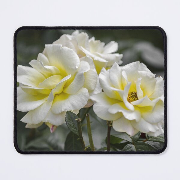 Item preview, White Roses designed and sold by MoePhotography.