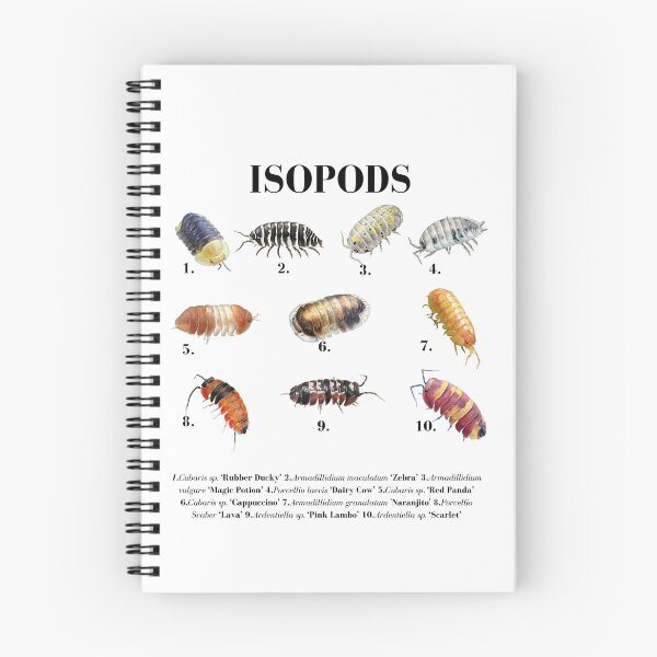 Item preview, Isopods Species Chart - Cubaris Rubber Ducky, Dairy Cow, Zebra Isopod Identification designed and sold by Neurospicy Trolls.