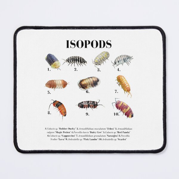 Item preview, Isopods Species Chart - Cubaris Rubber Ducky, Dairy Cow, Zebra Isopod Identification designed and sold by Neurospicy Trolls.