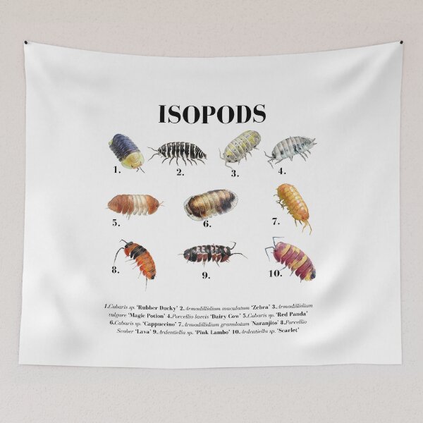 Item preview, Isopods Species Chart - Cubaris Rubber Ducky, Dairy Cow, Zebra Isopod Identification designed and sold by Neurospicy Trolls.