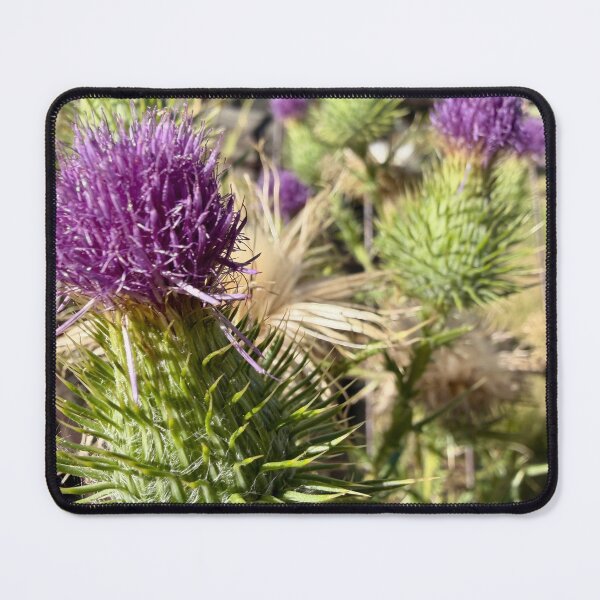 Item preview, Thistles designed and sold by Betsy Phillips.