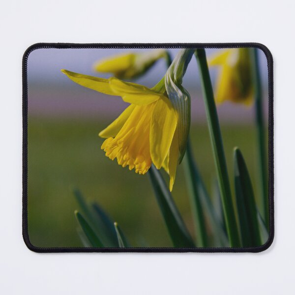 Item preview, Yellow Narcissus Flower designed and sold by ShotsbyDesiree.