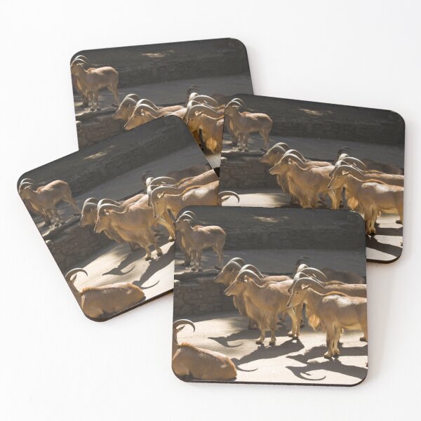 Item preview, Barbary sheep photograph designed and sold by Natimo-Studio.