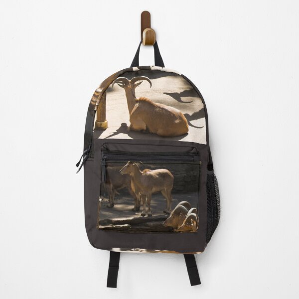 Item preview, Barbary sheep photograph designed and sold by Natimo-Studio.