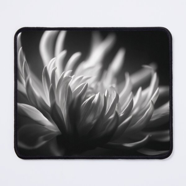 Item preview, White chrysanthemum still life micro close up portrait black and white floral photographic fine art print designed and sold by Astrid Arkhangelsky.
