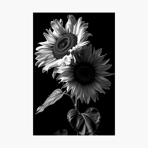 Item preview, Bouquet of sunflowers still life portrait fine art black and white photograph designed and sold by Astrid Arkhangelsky.