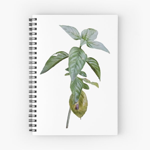 Item preview, Damaged Basil Stem with Yellowing Leaves – Photorealistic Cutout designed and sold by EmeraldeaArt.