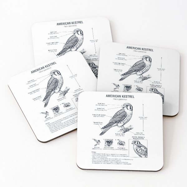 Item preview, American Kestrel Scientific Anatomy Ornithology Bird Birding Lover designed and sold by dian-rody-crest.