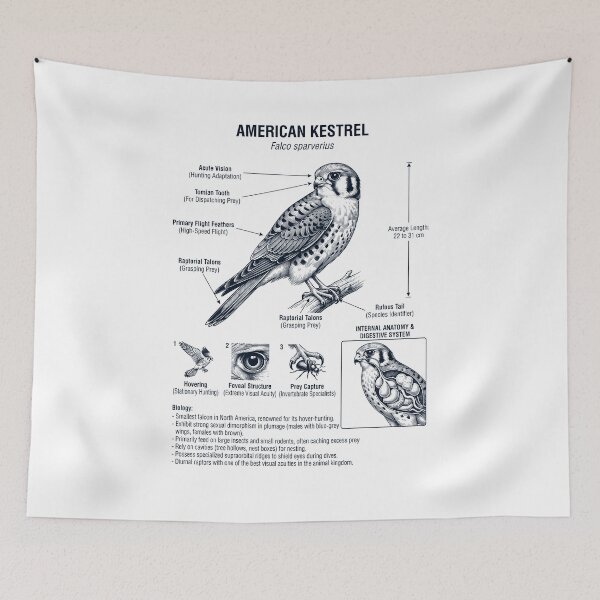 Item preview, American Kestrel Scientific Anatomy Ornithology Bird Birding Lover designed and sold by dian-rody-crest.