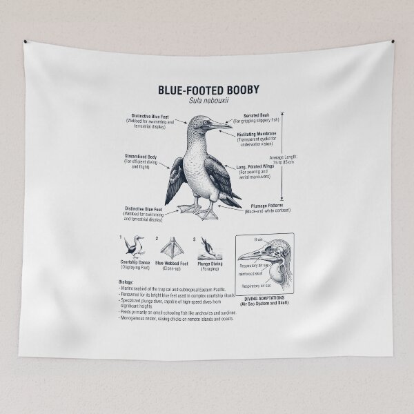 Item preview, Blue Footed Booby Scientific Anatomy Ornithology Bird Birding Lover designed and sold by dian-rody-crest.