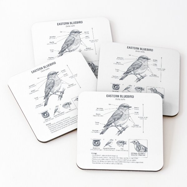 Item preview, Eastern Bluebird Scientific Anatomy Ornithology Bird Birding Lover designed and sold by dian-rody-crest.