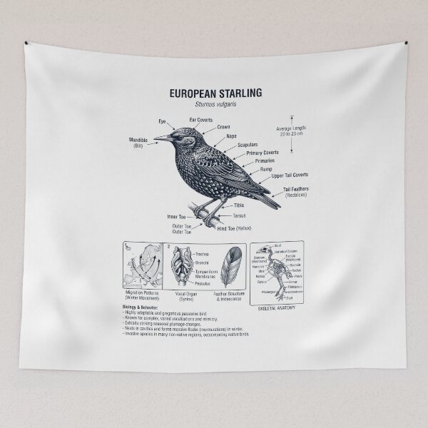 Item preview, European Starling Scientific Anatomy Ornithology Bird Birding Lover designed and sold by dian-rody-crest.
