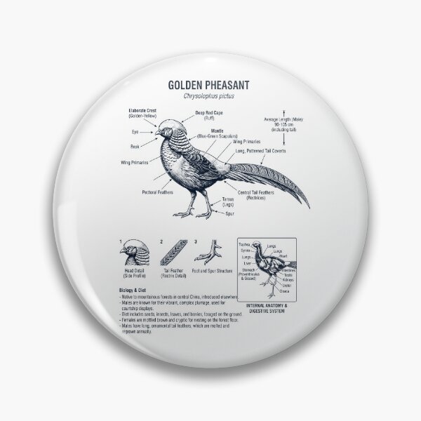 Item preview, Golden Pheasant Scientific Anatomy Ornithology Bird Birding Lover designed and sold by dian-rody-crest.