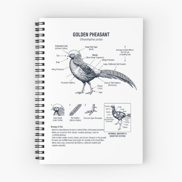 Item preview, Golden Pheasant Scientific Anatomy Ornithology Bird Birding Lover designed and sold by dian-rody-crest.