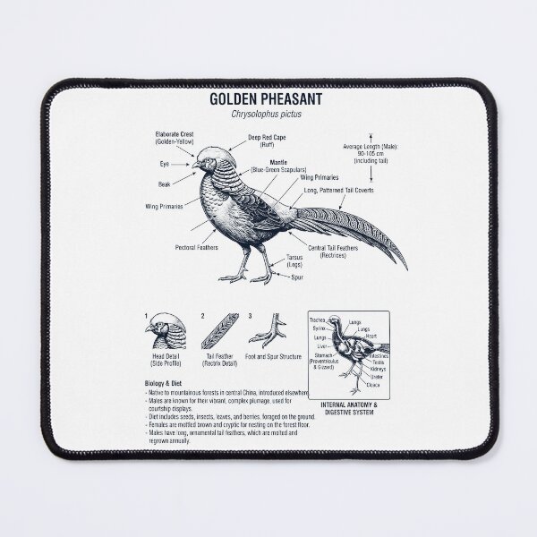 Item preview, Golden Pheasant Scientific Anatomy Ornithology Bird Birding Lover designed and sold by dian-rody-crest.
