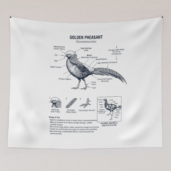 Item preview, Golden Pheasant Scientific Anatomy Ornithology Bird Birding Lover designed and sold by dian-rody-crest.