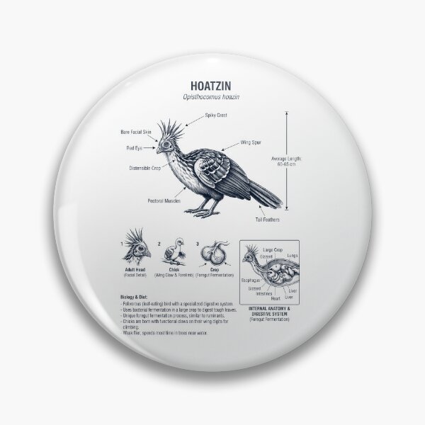Item preview, Hoatzin Scientific Anatomy Ornithology Bird Birding Lover designed and sold by dian-rody-crest.