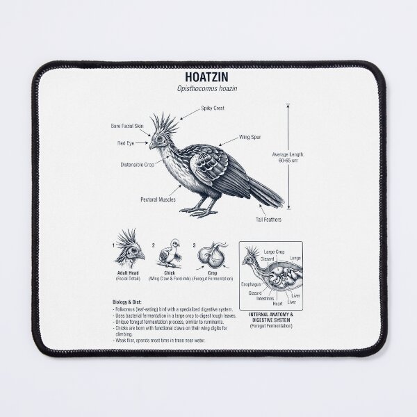 Item preview, Hoatzin Scientific Anatomy Ornithology Bird Birding Lover designed and sold by dian-rody-crest.