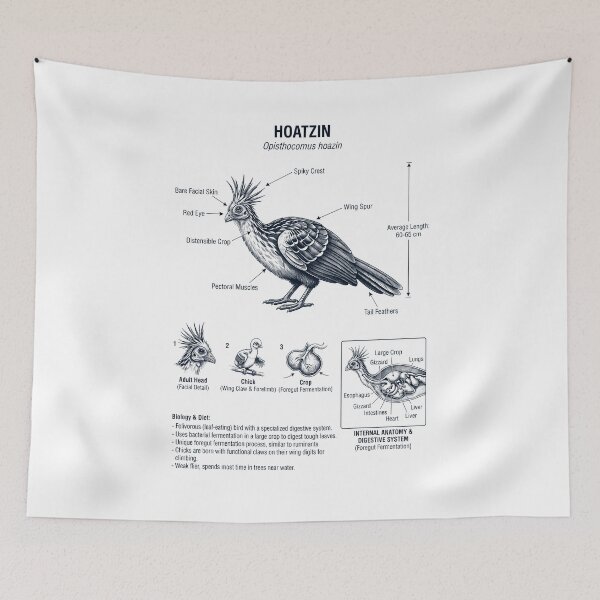 Item preview, Hoatzin Scientific Anatomy Ornithology Bird Birding Lover designed and sold by dian-rody-crest.