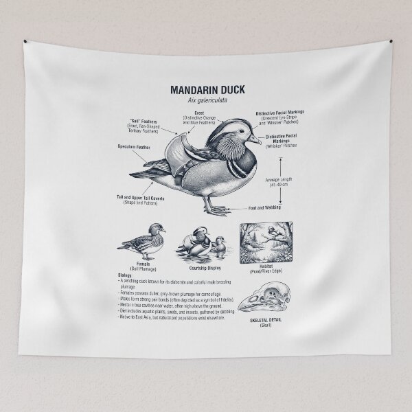 Item preview, Mandarin Duck Scientific Anatomy Ornithology Bird Birding Lover designed and sold by dian-rody-crest.