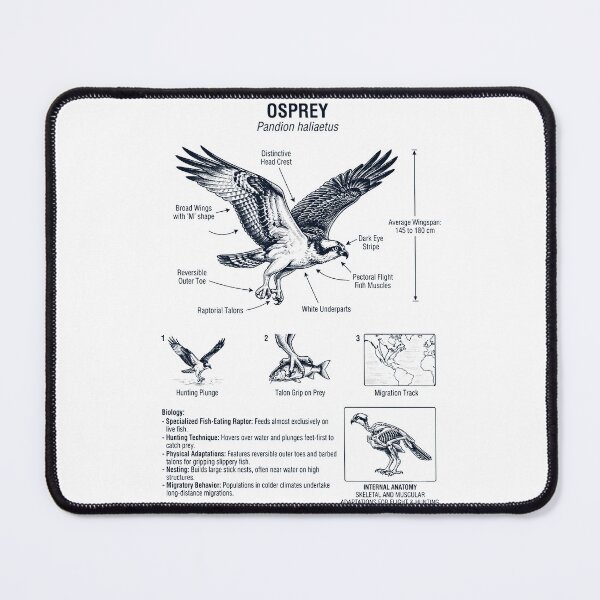 Item preview, Osprey Scientific Anatomy Ornithology Bird Birding Lover designed and sold by dian-rody-crest.