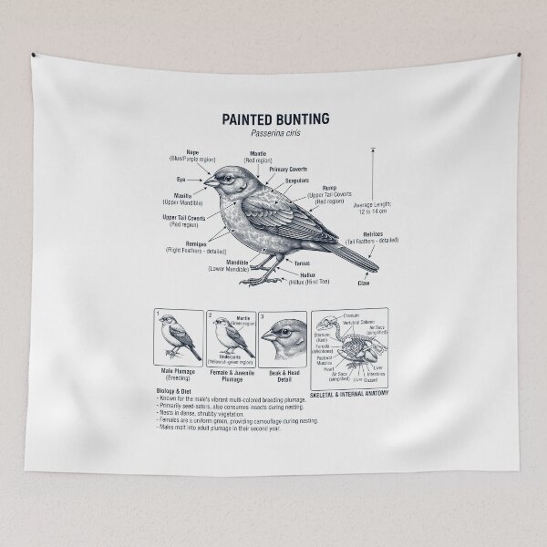 Item preview, Painted Bunting Scientific Anatomy Ornithology Bird Birding Lover designed and sold by dian-rody-crest.