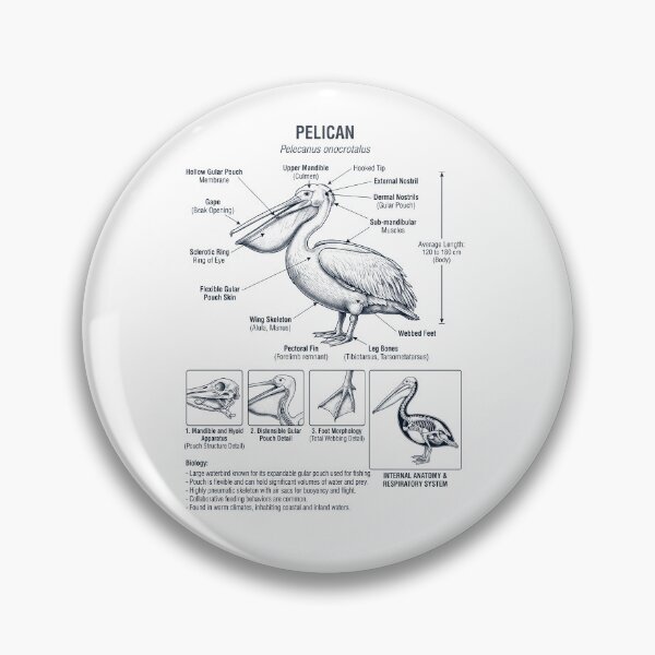 Item preview, Pelican Scientific Anatomy Ornithology Bird Birding Lover designed and sold by dian-rody-crest.
