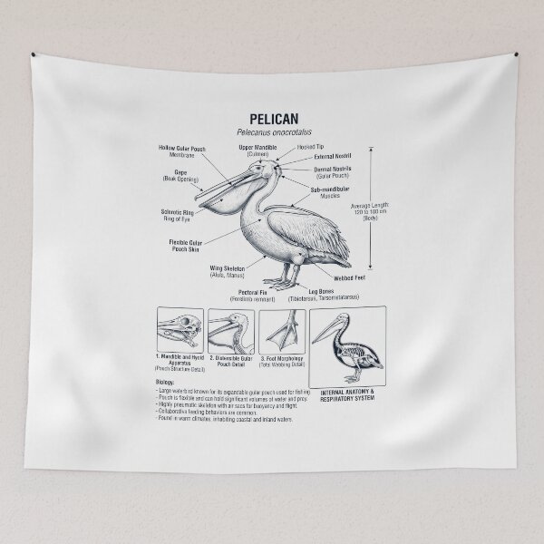 Item preview, Pelican Scientific Anatomy Ornithology Bird Birding Lover designed and sold by dian-rody-crest.