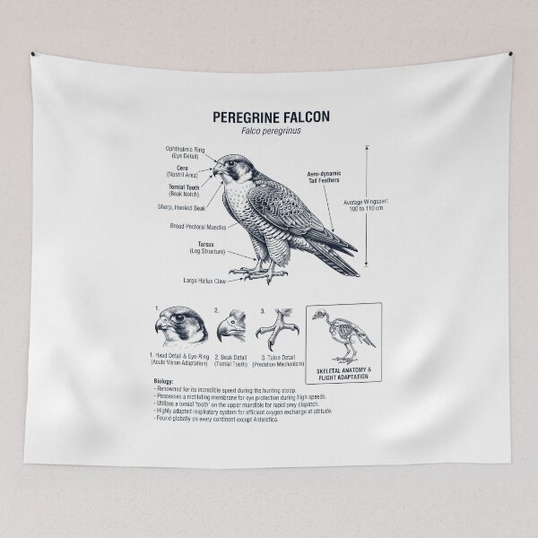 Item preview, Peregrine Falcon Scientific Anatomy Ornithology Bird Birding Lover designed and sold by dian-rody-crest.