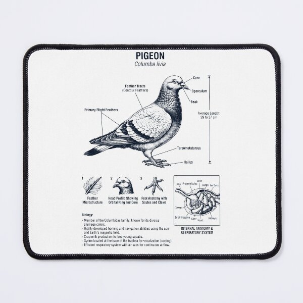 Item preview, Pigeon Scientific Anatomy Ornithology Bird Birding Lover designed and sold by dian-rody-crest.