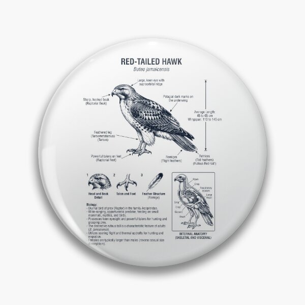 Item preview, Red tailed Hawk Scientific Anatomy Ornithology Bird Birding Lover designed and sold by dian-rody-crest.