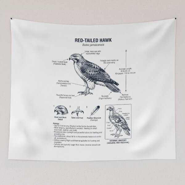 Item preview, Red tailed Hawk Scientific Anatomy Ornithology Bird Birding Lover designed and sold by dian-rody-crest.